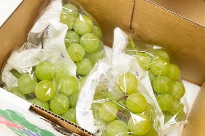 【予約・9月上旬・クール便】有機 ぶどう 多摩ゆたか 1kg 有機JAS 自然農法 (宮城県 後藤ぶどう園)  産地直送