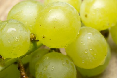 【予約・9月上旬・クール便】有機 ぶどう 多摩ゆたか 1kg 有機JAS 自然農法 (宮城県 後藤ぶどう園)  産地直送