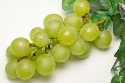 【予約・9月上旬・クール便】有機 ぶどう 多摩ゆたか 1kg 有機JAS 自然農法 (宮城県 後藤ぶどう園)  産地直送