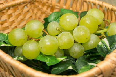 【予約・9月上旬・クール便】有機 ぶどう 多摩ゆたか 1kg 有機JAS 自然農法 (宮城県 後藤ぶどう園)  産地直送