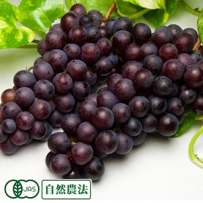 【予約・ポイント3倍・家庭用】有機 スチューベン 4kg 有機JAS 自然農法 (山形県 稲泉農園) 産地直送