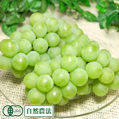 【ポイント5倍】【予約商品】ナイアガラ 家庭用 2kg×2箱 有機JAS 自然農法 (山形県 稲泉農園) 産地直送