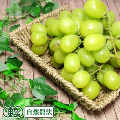 【予約商品・数量限定】有機 シャインマスカット 1kg 有機JAS 自然農法 (山形県 稲泉農園) 産地直送