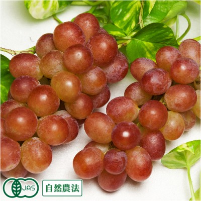 【予約商品・家庭用】有機 ぶどう ルビーオクヤマ 2kg 有機JAS 自然農法 (山形県 稲泉農園) 産地直送