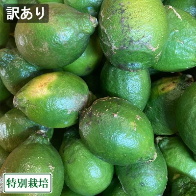【訳あり】レモン(青) 『璃の香』 10kg 県特別栽培 (熊本県 オレンジヒルズ) 産地直送