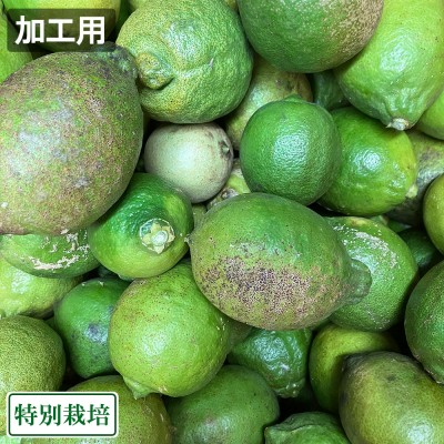 【加工用】レモン(青) 『璃の香』 3kg 県特別栽培 (熊本県 オレンジヒルズ) 産地直送