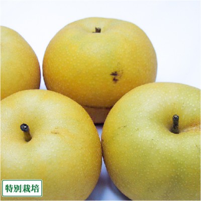 【セール・B品】 ゴールド20世紀梨 3kg 特別栽培 (長野県 さんさんファーム) 産地直送