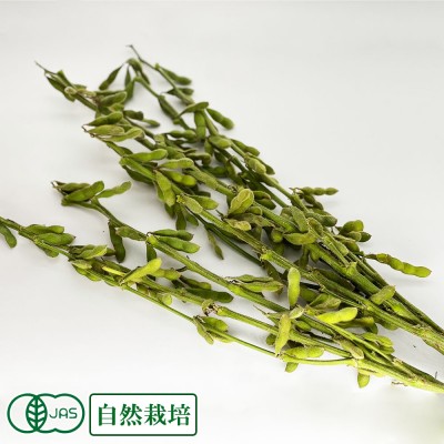 【クール便】有機 枝豆(枝付き) 1kg 有機JAS 自然栽培  (青森県 SKOS合同会社) 産地直送
