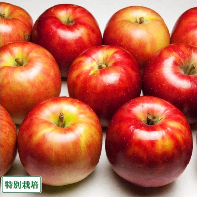 【予約・訳あり】 りんご つがる 5kg箱 特別栽培 (青森県 阿部農園) 産地直送