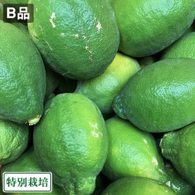 【B品】レモン(青) 『璃の香』 3kg 県特別栽培 (熊本県 オレンジヒルズ) 産地直送