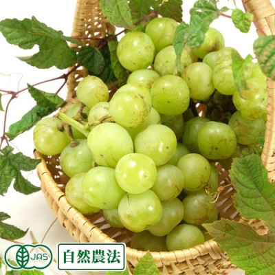 【予約商品・数量限定】有機 瀬戸ジャイアンツ 1kg 有機JAS 自然農法 (山形県 稲泉農園) ぶどう 産地直送