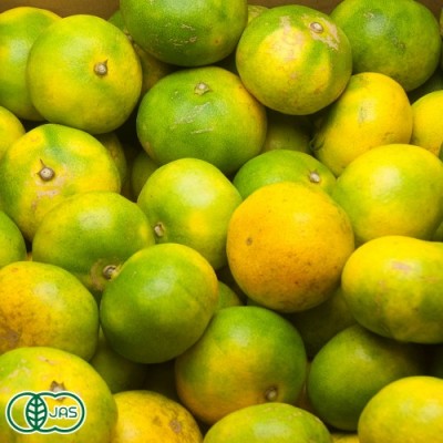 【3Sサイズ】有機極早生みかん(青みかん) 小玉 3kg 有機JAS (佐賀県 佐藤農場株式会社) 産地直送