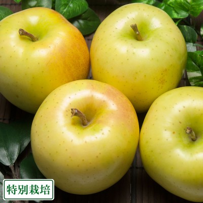 【クール便】早生りんご(きおう) A品 5kg箱 特別栽培 (青森県 田村りんご農園) 黄王 産地直送