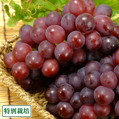 【予約商品】オリエンタルスター(種無し) 1kg 特別栽培 (宮城県 後藤ぶどう園) 産地直送