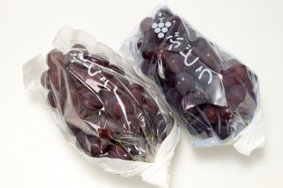 【予約・10月上中旬頃】オリエンタルスター(種無し) 1kg 特別栽培 (宮城県 後藤ぶどう園) 産地直送