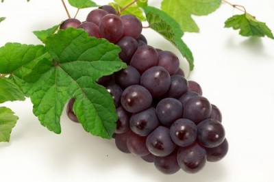 【予約・10月上中旬頃】オリエンタルスター(種無し) 1kg 特別栽培 (宮城県 後藤ぶどう園) 産地直送