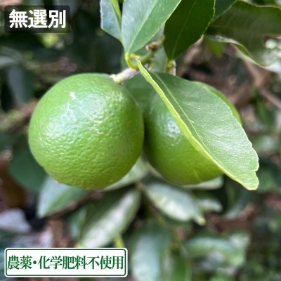 【無選別】 広島県産(とびしま) ライム 3kg 無・無 (広島県 とびしま農園) 産地直送