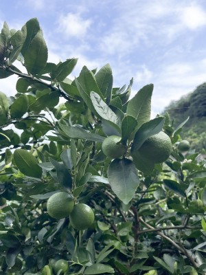【無選別】 広島県産(とびしま) ライム 10kg 無・無 (広島県 とびしま農園) 産地直送
