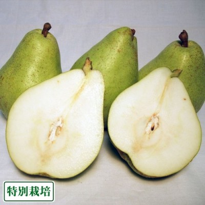 【予約商品】バラード(洋ナシ) 3kg 特別栽培 (長野県 さんさんファーム) 産地直送