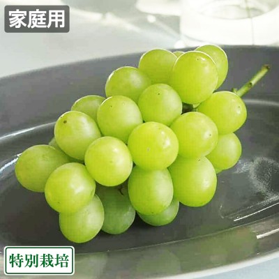 【樹上完熟・夜明け前収穫・クール便・予約】完熟シャインマスカット家庭用 400g×2箱 特別栽培 (宮城県 つるじい&JUNナチュラルファーム) 産地直送
