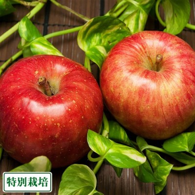 【予約・ポイント3倍】弘前ふじ A品3kg箱 特別栽培 (青森県 田村りんご農園)  産地直送