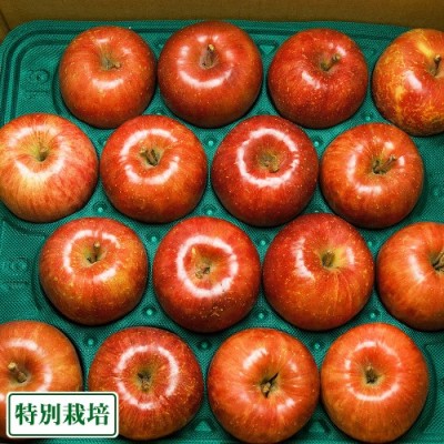 【家庭用】弘前ふじ 10kg箱 特別栽培 (青森県 田村りんご農園)  産地直送