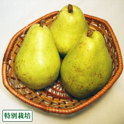 【予約・セール・B品】バラード(洋ナシ) 3kg 特別栽培 (長野県 さんさんファーム) 産地直送