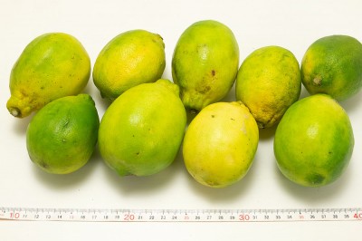 【特大セール!】有機レモン(璃の香) A品サイズ混合 3kg 有機JAS (佐賀県 佐藤農場株式会社) 産地直送
