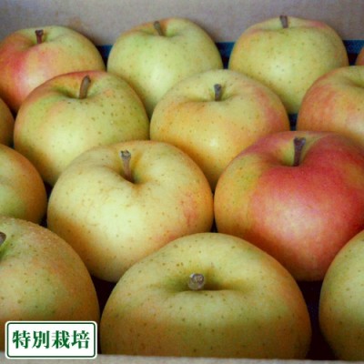 【ポイント3倍・訳あり】とき 10kg 特別栽培 (青森県 阿部農園) りんご 産地直送