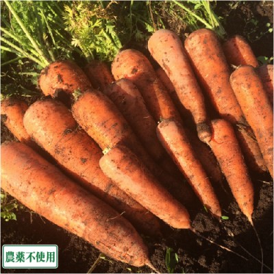 にんじん(土付き) 10kg 農薬不使用 (青森県 須藤農園) 産地直送