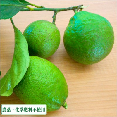 【無選別】 広島県産(とびしま) レモン (グリーン) 10kg 無・無 (広島県 とびしま農園) 産地直送