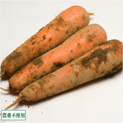 ひとみにんじん A品 5kg 農薬不使用 (青森県 須藤農園) 産地直送