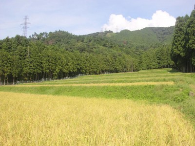 【令和5年度産】有機コシヒカリ 玄米 30kg 有機JAS (福井県 米農房そまねこ) 産地直送