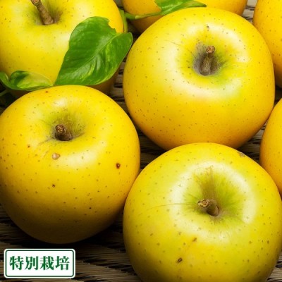 【訳あり・ポイント3倍】とき 3kg箱 特別栽培 (青森県 田村りんご農園) 産地直送