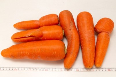 【セール・B品・訳あり】有機北海道にんじん(洗い) 20kg 有機JAS (北海道 斎藤農場) 産地直送