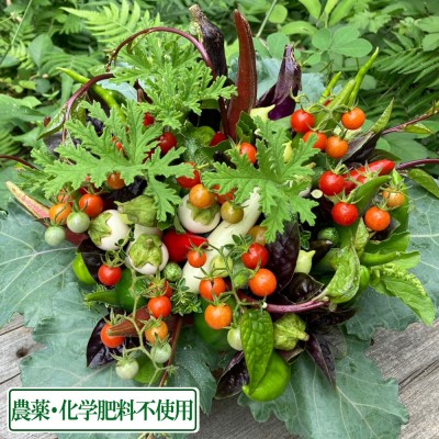 【ポイント3倍】ベジタブルアレンジメント かごタイプ(オリーブオイル・別添え野菜付き) (兵庫県 ファーマーズヤード) 農薬・化学肥料不使用 産地直送