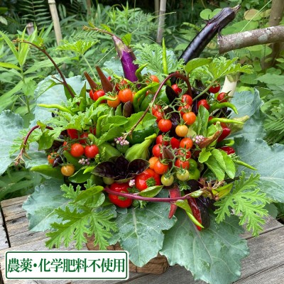 【ポイント3倍】ベジタブルアレンジメント かごタイプ大 (オリーブオイル・別添え野菜付き) (兵庫県 ファーマーズヤード) 農薬・化学肥料不使用 産地直送