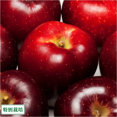 【訳あり】 おいらせ 5kg箱 特別栽培 (青森県 田村りんご農園) 産地直送