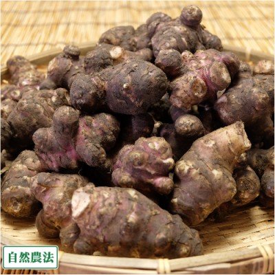 【ポイント3倍】紫菊芋(土付き) 4kg 自然農法 (北海道 HJYさくら農場 食彩北海道) 産地直送