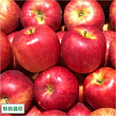 りんご 千秋 A品 3kg箱 特別栽培 (青森県 田村りんご農園) 産地直送