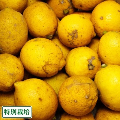 【ポイント5倍・B品】レモン璃の香 7kg 県特別栽培(熊本県 オレンジヒルズ) 産地直送