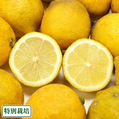 レモン璃の香 A品 3kg 県特別栽培 (熊本県 オレンジヒルズ) 産地直送