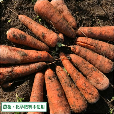 【訳あり】にんじん(土付き) B品 農薬不使用 (青森県 須藤農園) 10kg