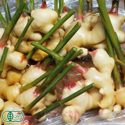 【予約商品】【掘りたて】限界突破ショウガ 1kg 有機JAS (高知県 ラッキー農園) 生姜 しょうが 産地直送
