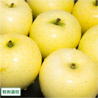 とき小玉　家庭用5kg箱(25〜28玉4kg以上5kg未満)(青森県　田村りんご農園)特別栽培減農薬りんご・送料無料・産地直送・お徳用