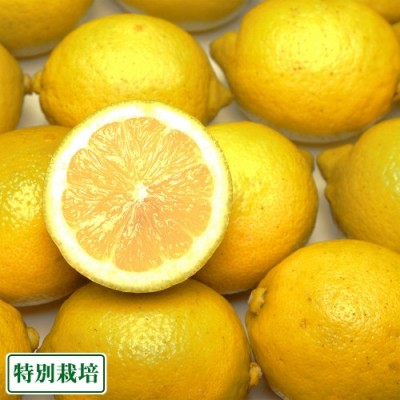 【ポイント3倍】広島県レモン A品 5kg 特別栽培 (広島県 セーフティフルーツ) 農薬不使用 産地直送