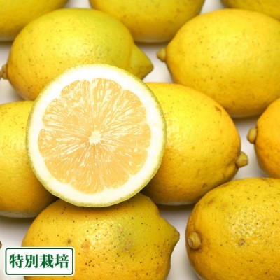 【ポイント3倍・訳あり】広島県レモン 7kg 特別栽培 (広島県 セーフティフルーツ) 農薬不使用 産地直送