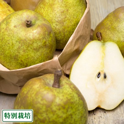 【予約・セール・家庭用】ラ・フランス 2.6～3kg(M玉12～14玉) 特別栽培 (山形県 森谷果樹園) 産地直送