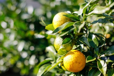 【予約・期間限定】有機ゆず 木頭柚子玉 1kg 有機JAS (徳島県 きとうむら) 産地直送