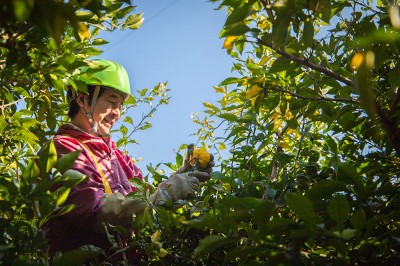 【予約・期間限定】有機ゆず 木頭柚子玉 1kg 有機JAS (徳島県 きとうむら) 産地直送